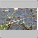 Coenagrion puella - Hufeisen-Azurjungfer 06.jpg